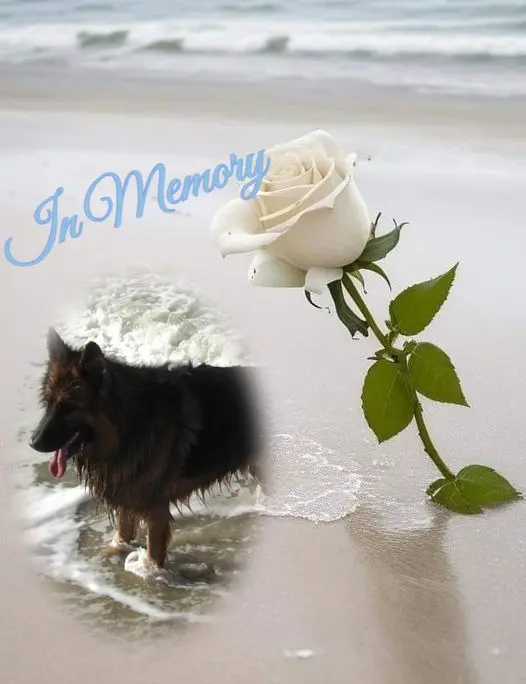 Condolence image of Kochany❤️❤️❤️Misiu❤️❤️❤️