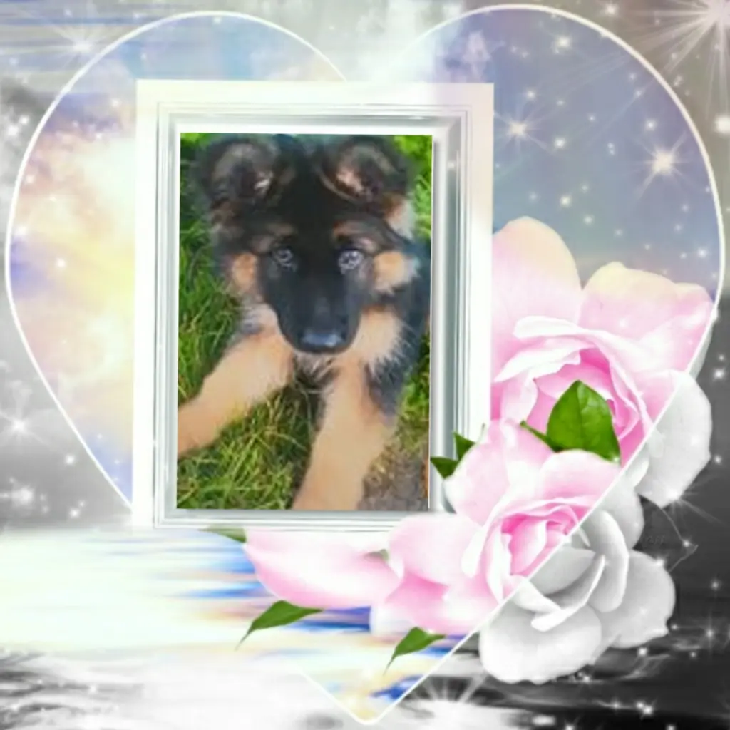 Condolence image of Dzień Dobry❤️❤️❤️mój Ukochany❤️❤️❤️❤️❤️❤️❤️Misieńku❤️❤️❤️