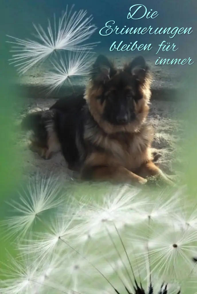 Condolence image of Niedziela...328 tygodni bez Ciebie♥️ kochany Misiu♥️...