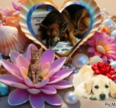Condolence image of Dobrej Nocki❤️❤️❤️❤️❤️❤️mój Ukochany❤️❤️❤️❤️❤️❤️Misieńku❤️❤️❤️