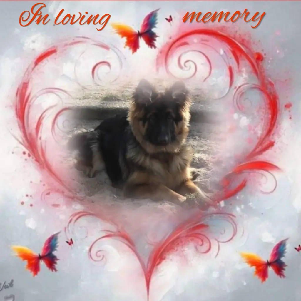 Condolence image of Niedziela...330 tygodni bez Ciebie kochany Misiu♥️...
