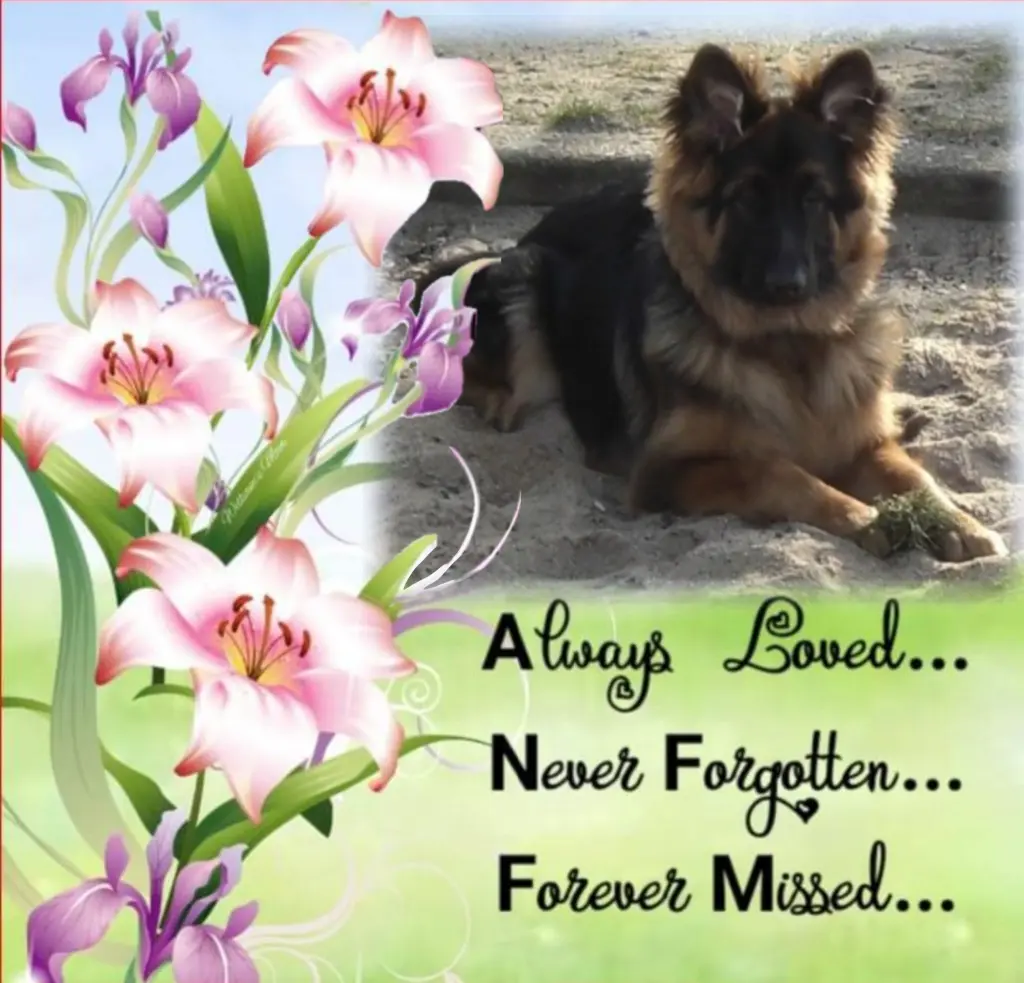 Condolence image of Niedziela...332 tygodnie bez Ciebie♥️ kochany Misiu♥️...