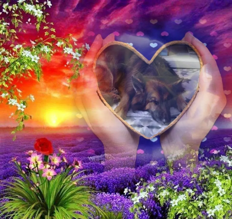 Condolence image of Dobrej Nocki❤️❤️❤️❤️❤️❤️mój Ukochany❤️❤️❤️❤️❤️❤️Misieńku❤️❤️❤️