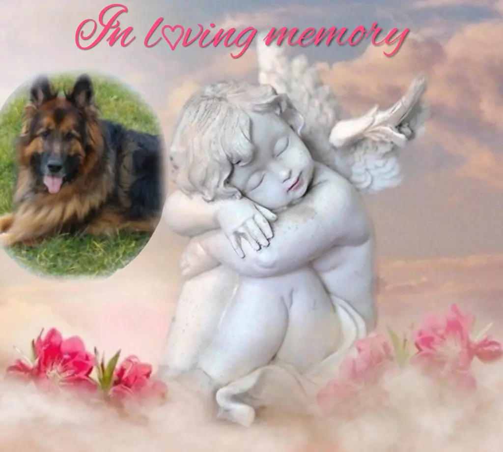 Condolence image of Niedziela...334 tygodnie bez Ciebie♥️ kochany Misiu♥️... 