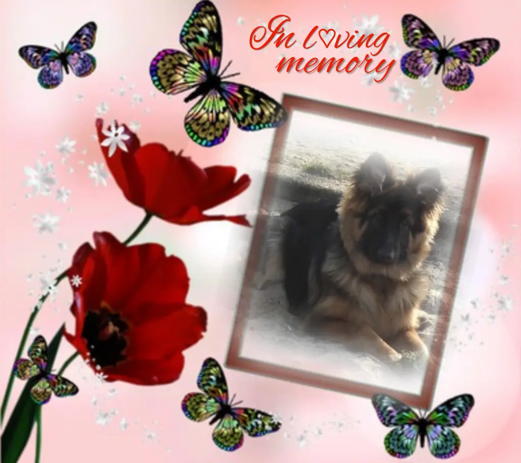 Condolence image of Misiu♥️ geliebt♥️ und unvergessen♥️