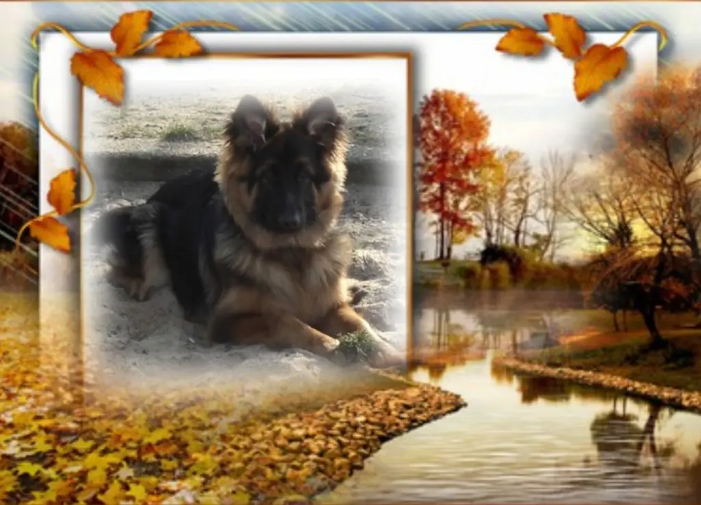 Condolence image of Niedziela...336 tygodni bez Ciebie♥️ kochany Misiu♥️...