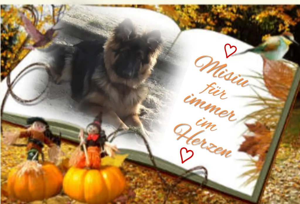 Condolence image of Niedziela...337 tygodni bez Ciebie♥️ kochany Misieńku♥️...