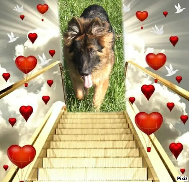 Condolence image of Dzień Dobry❤️❤️❤️mój Ukochany❤️❤️❤️❤️❤️❤️❤️Misieńku❤️❤️❤️
