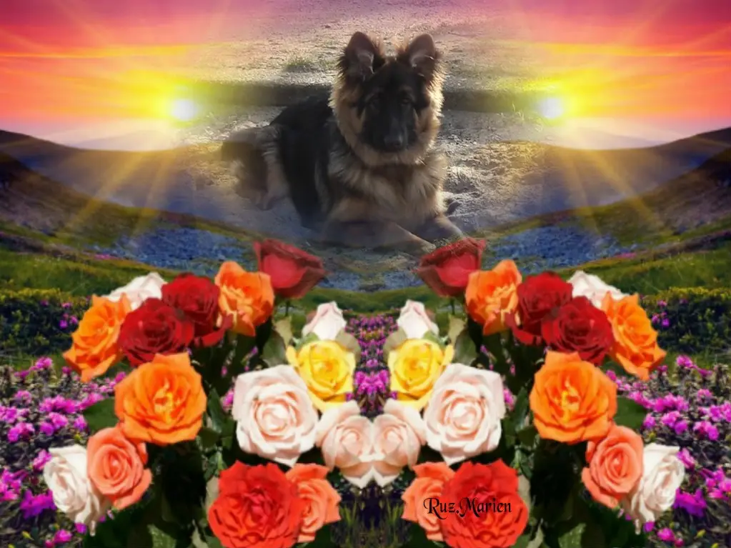 Condolence image of Dzień Dobry❤️❤️❤️mój Ukochany❤️❤️❤️❤️❤️❤️❤️Misieńku❤️❤️❤️