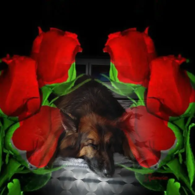 Condolence image of Dobrej Nocki❤️❤️❤️❤️❤️❤️mój Ukochany❤️❤️❤️❤️❤️❤️Misieńku❤️❤️❤️