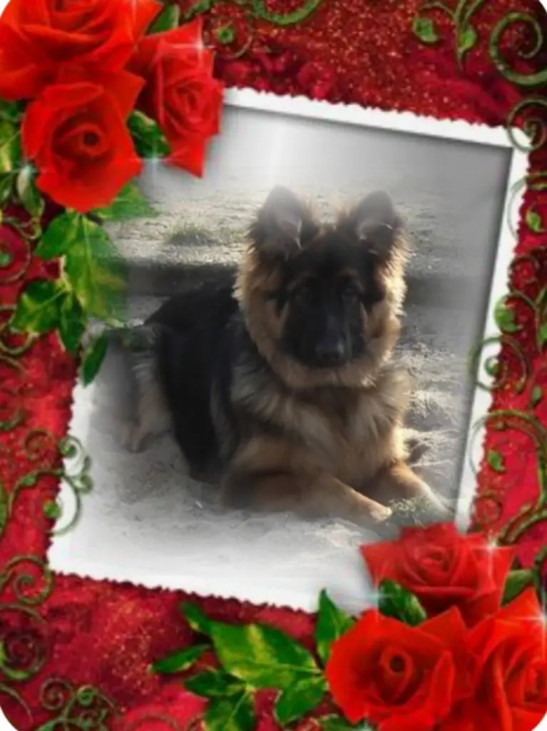 Condolence image of ❤️Misiu❤️ geliebt und unvergessen❤️