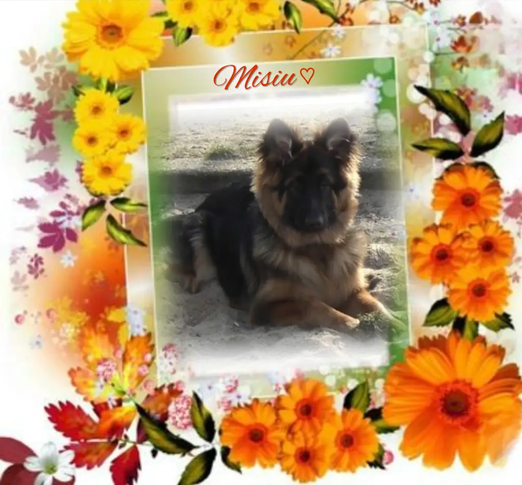 Condolence image of Niedziela...340 tygodni bez Ciebie♥️ kochany Misieńku♥️...