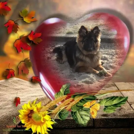 Condolence image of Dzień Dobry❤️❤️❤️mój Ukochany❤️❤️❤️❤️❤️❤️❤️Misieńku❤️❤️❤️
