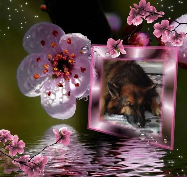 Condolence image of Dobrej Nocki❤️❤️❤️❤️❤️❤️mój Ukochany❤️❤️❤️❤️❤️❤️Misieńku❤️❤️❤️