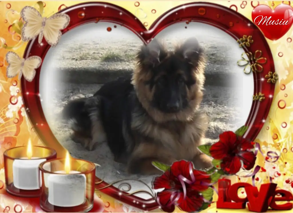 Condolence image of Misiu♥️ geliebt♥️ und unvergessen♥️ 