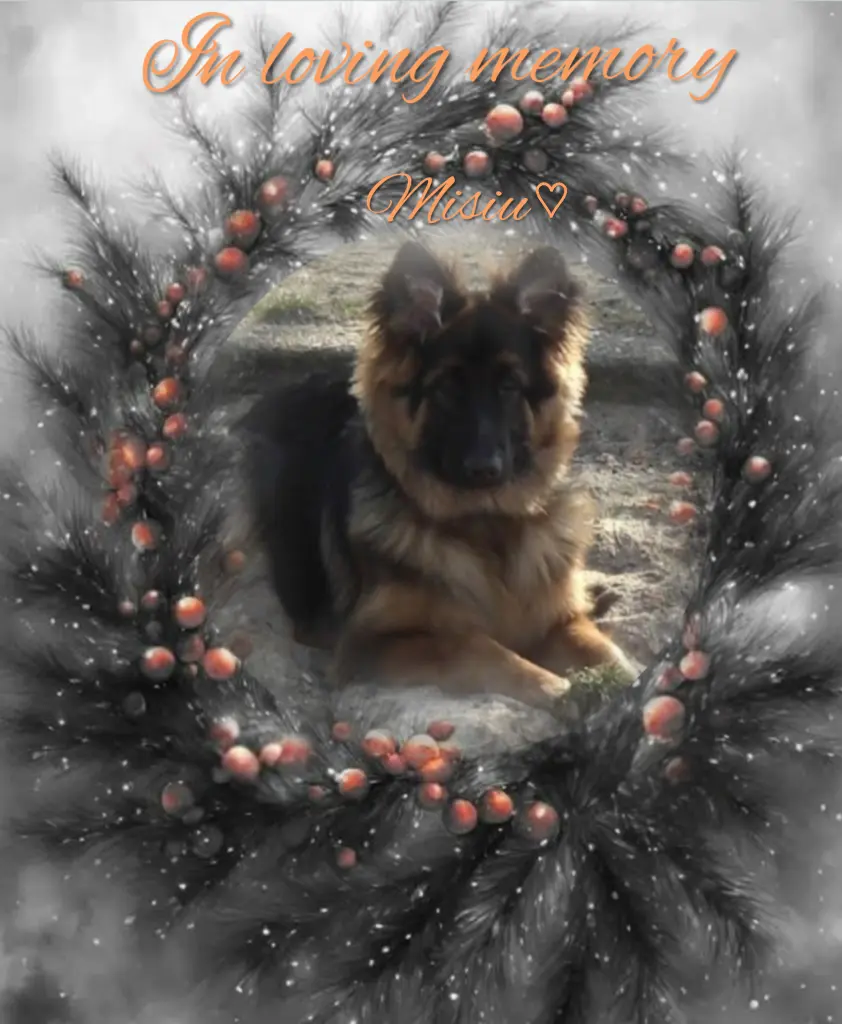 Condolence image of Sonntag, 346 Wochen ohne Dich♥️ lieber Misiu♥️...