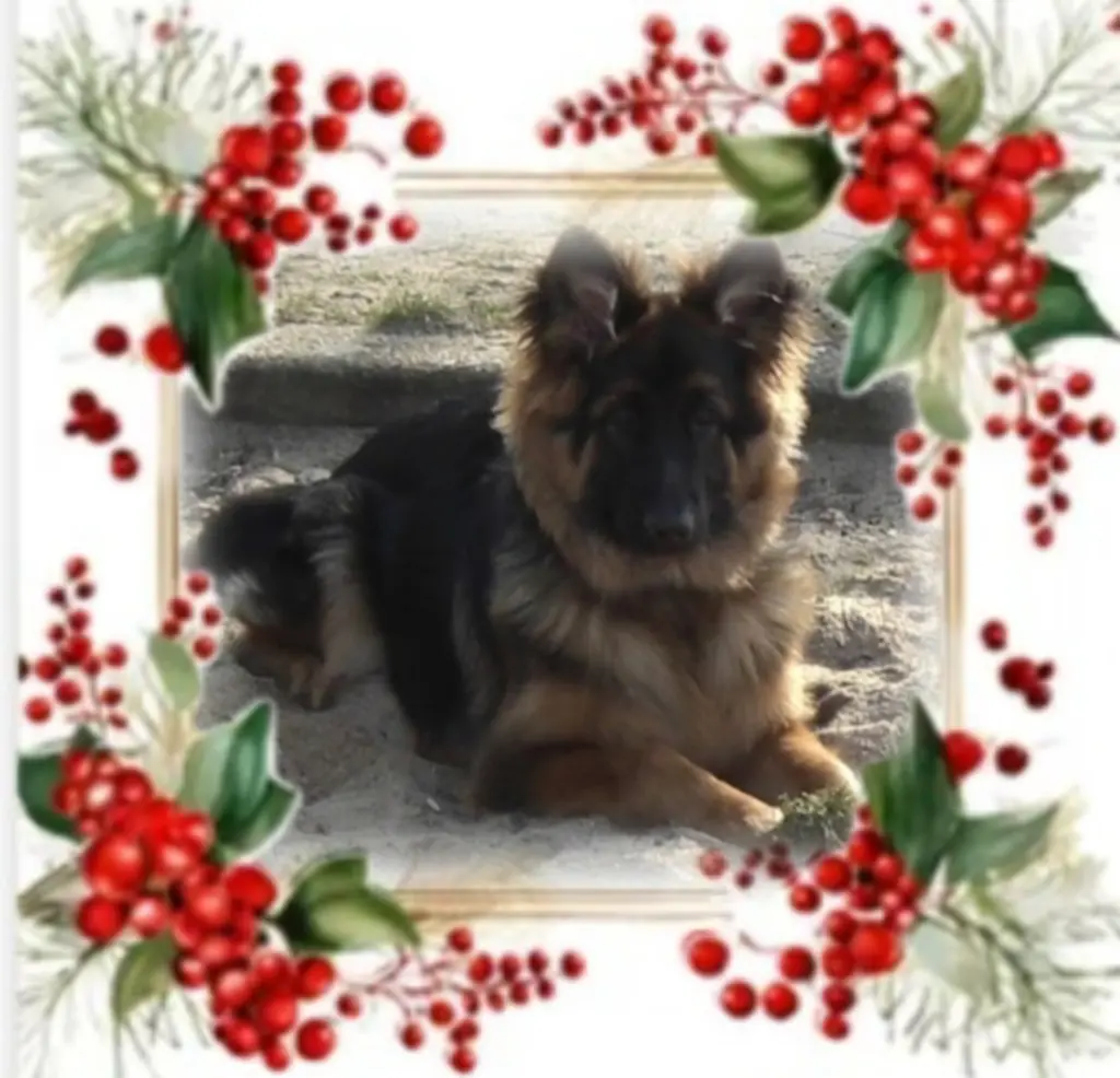 Condolence image of Sonntag, 347 Wochen ohne Dich♥️ lieber Misiu♥️...