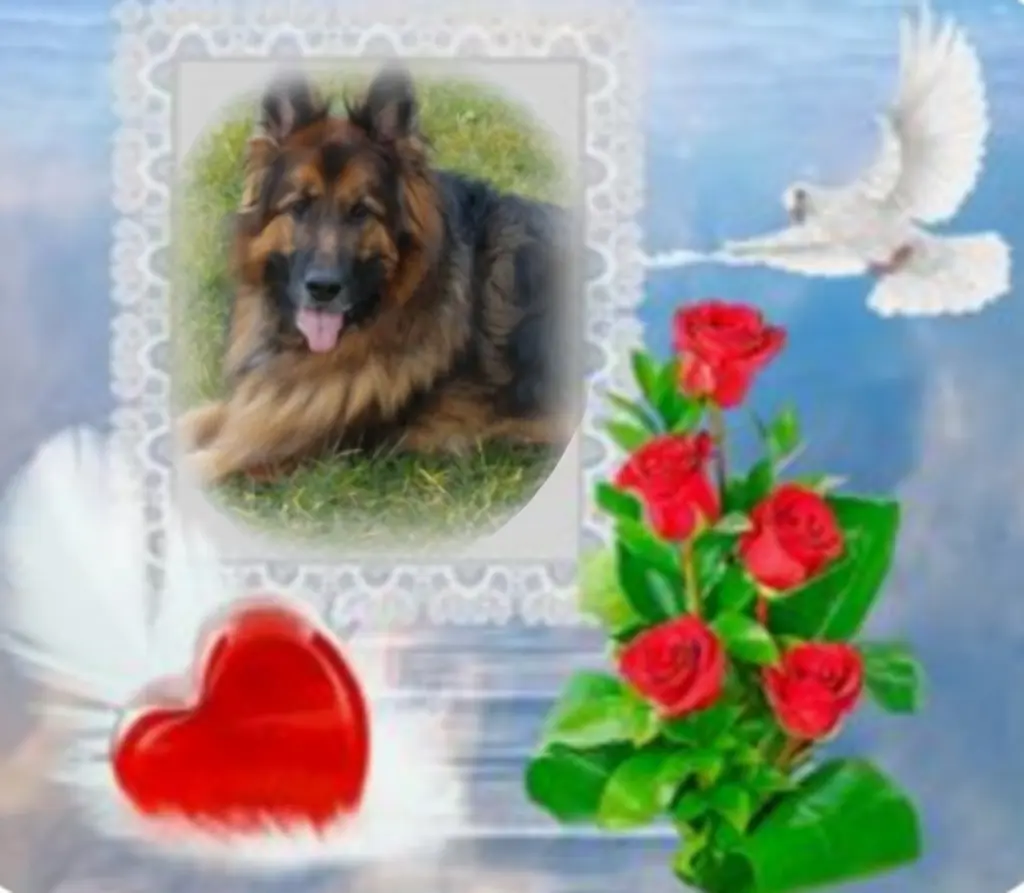 Condolence image of Misiu♥️ geliebt♥️ und unvergessen♥️