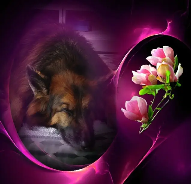 Condolence image of Dobrej Nocki❤️❤️❤️❤️❤️❤️mój Ukochany❤️❤️❤️❤️❤️❤️Misieńku❤️❤️❤️