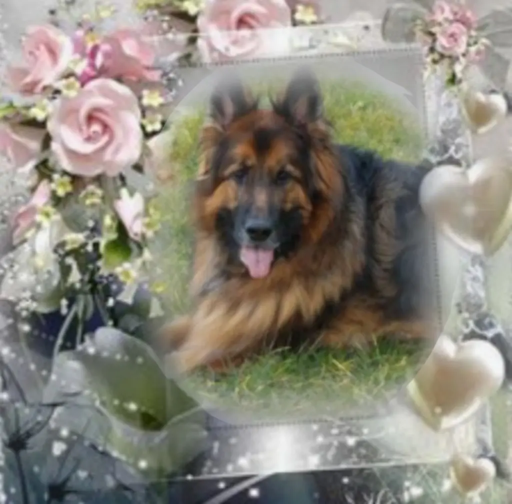 Condolence image of 81 Monate ohne Dich♥️ lieber Misiu♥️ 