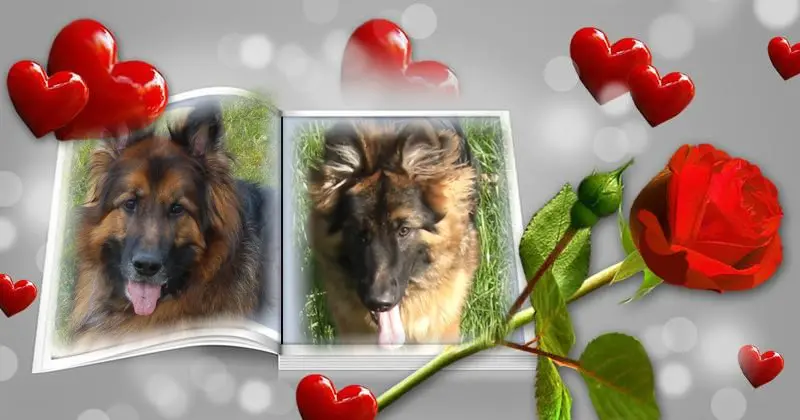 Condolence image of Dzień Dobry❤️❤️❤️mój Ukochany❤️❤️❤️❤️❤️❤️❤️Misieńku❤️❤️❤️
