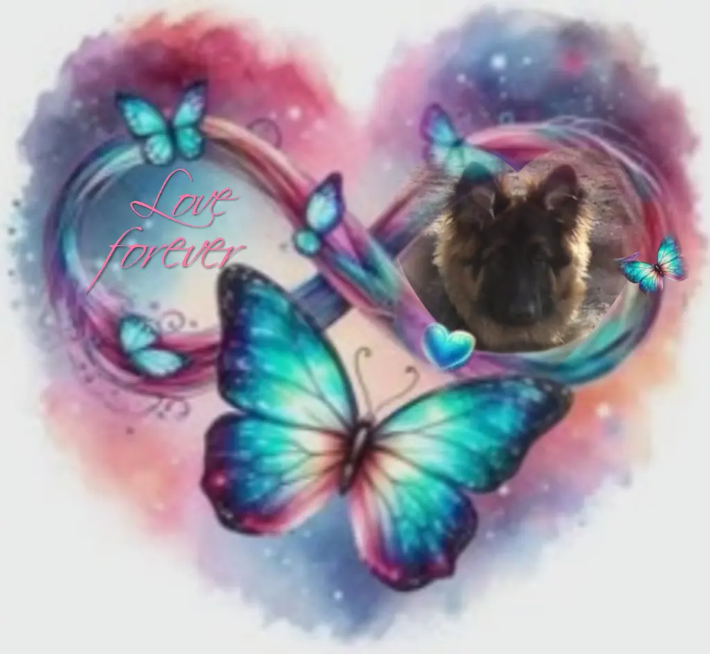 Condolence image of Misiu♥️ geliebt♥️ und unvergessen♥️
