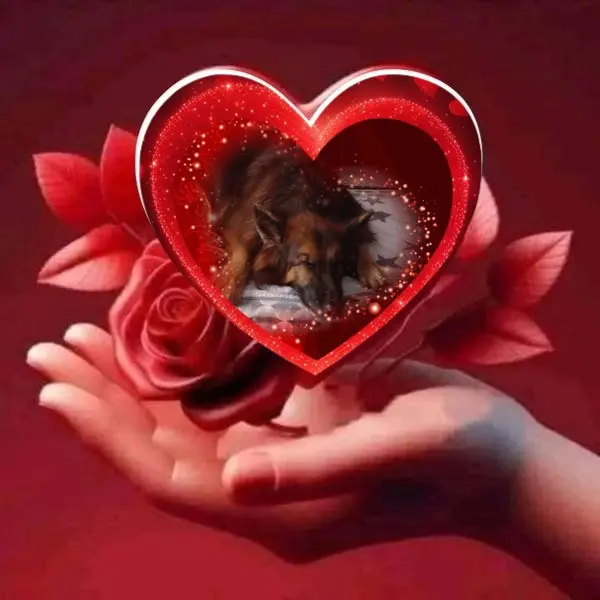 Condolence image of Dobrej Nocki❤️❤️❤️❤️❤️❤️mój Ukochany❤️❤️❤️❤️❤️❤️Misieńku❤️❤️❤️