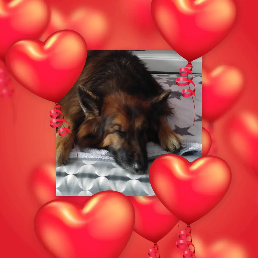 Condolence image of Dobrej Nocki❤️❤️❤️❤️❤️❤️mój Ukochany❤️❤️❤️❤️❤️❤️Misieńku❤️❤️❤️