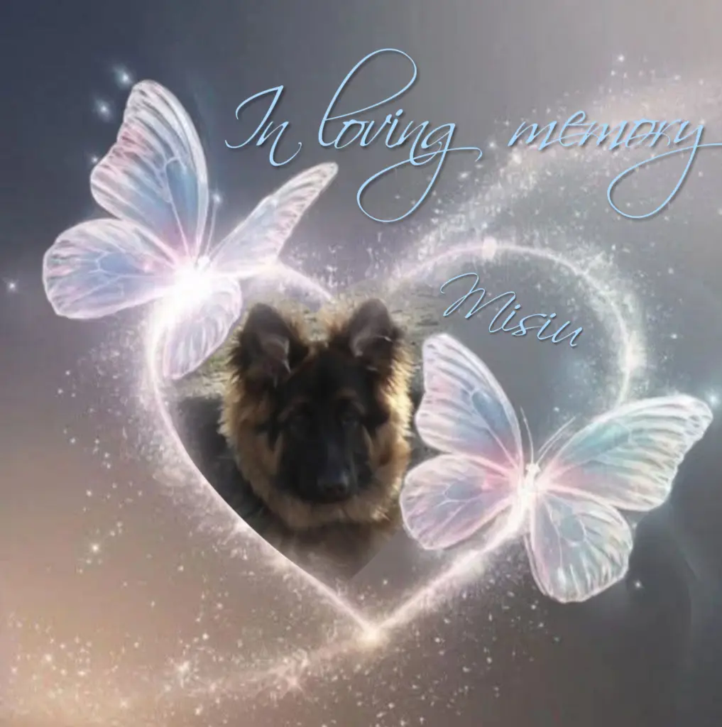 Condolence image of Sonntag, 360 Wochen ohne Dich♥️ lieber Misiu♥️