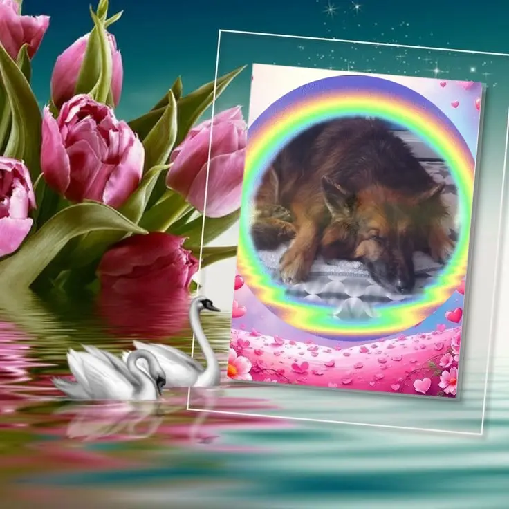 Condolence image of Dobrej Nocki❤️❤️❤️❤️❤️❤️mój Ukochany❤️❤️❤️❤️❤️❤️Misieńku❤️❤️❤️