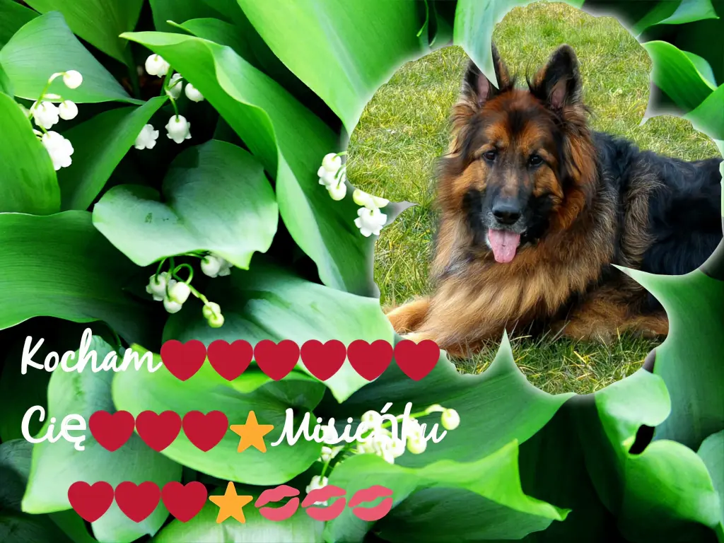 Condolence image of Dzień Dobry❤️❤️❤️mój Ukochany❤️❤️❤️❤️❤️❤️❤️Misieńku❤️❤️❤️