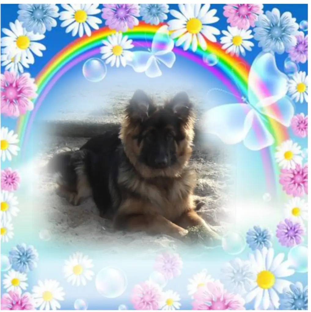 Condolence image of Niedziela, 365 tygodni bez Ciebie♥️ kochany Misiu♥️
