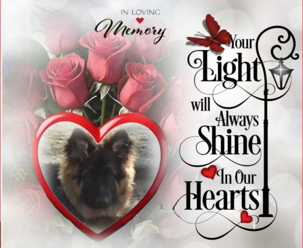 Condolence image of Sonntag, 371 Wochen ohne Dich♥️ liebster Misiu♥️