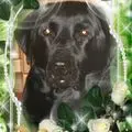 Condolence image of Evelyn