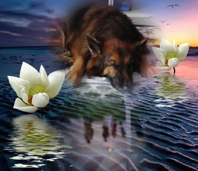 Condolence image of Dobrej Nocki❤️❤️❤️❤️❤️❤️mój Ukochany❤️❤️❤️❤️❤️❤️Misieńku❤️❤️❤️