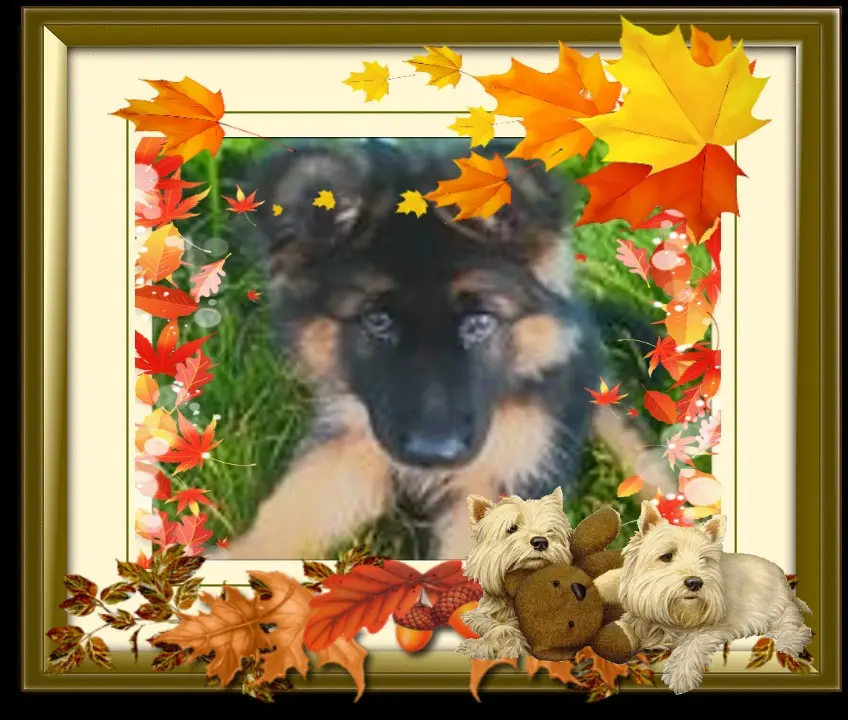Condolence image of Dzień Dobry❤️❤️❤️Ukochany❤️❤️❤️❤️❤️❤️❤️❤️❤️❤️❤️Misieńku❤️❤️❤️⭐️