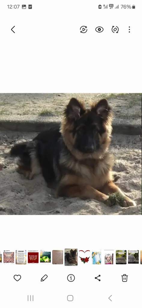 Condolence image of Sonntag, 387 Wochen ohne Dich♥️ liebster Misiu♥️