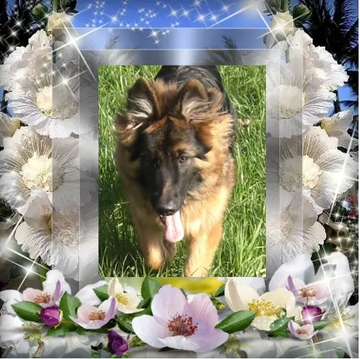 Condolence image of Dzień Dobry❤️❤️❤️Ukochany❤️❤️❤️❤️❤️❤️❤️❤️❤️❤️❤️Misieńku❤️❤️❤️⭐️