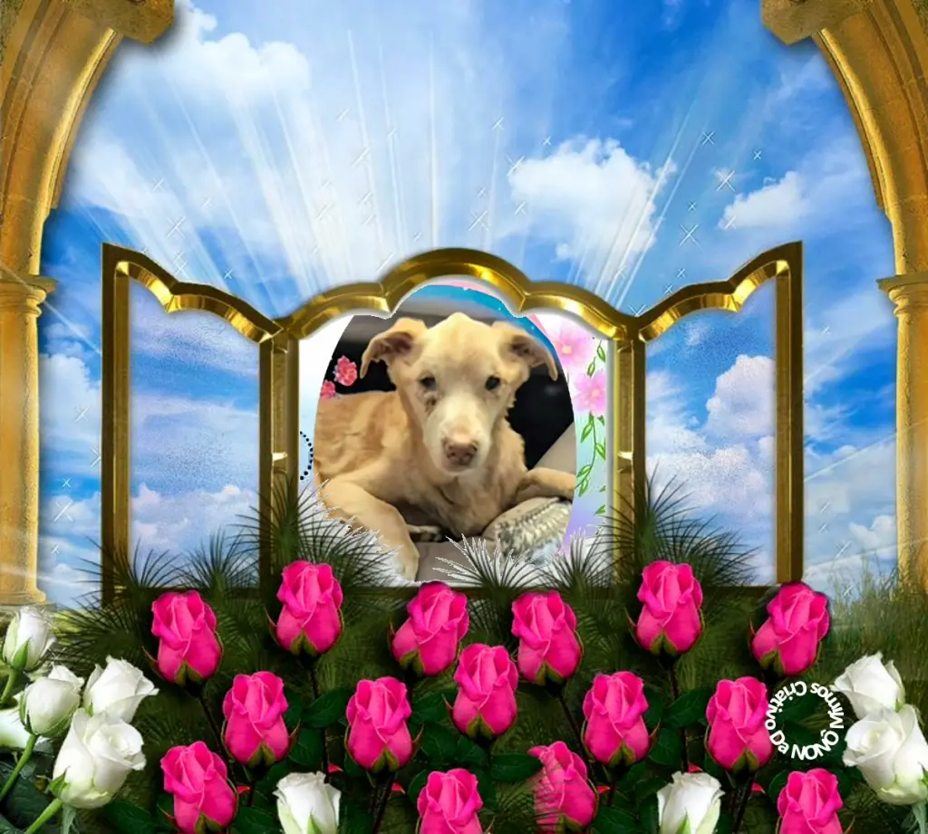 Condolence image of Dzień Dobry❤️💋❤️Kochany❤️❤️❤️Nynusiu🐕❤️⭐️💋💋💋🫶🫶🫶