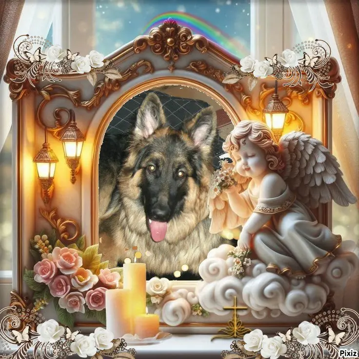 Condolence image of Tanja mit Timmy im 💖🐈🐾