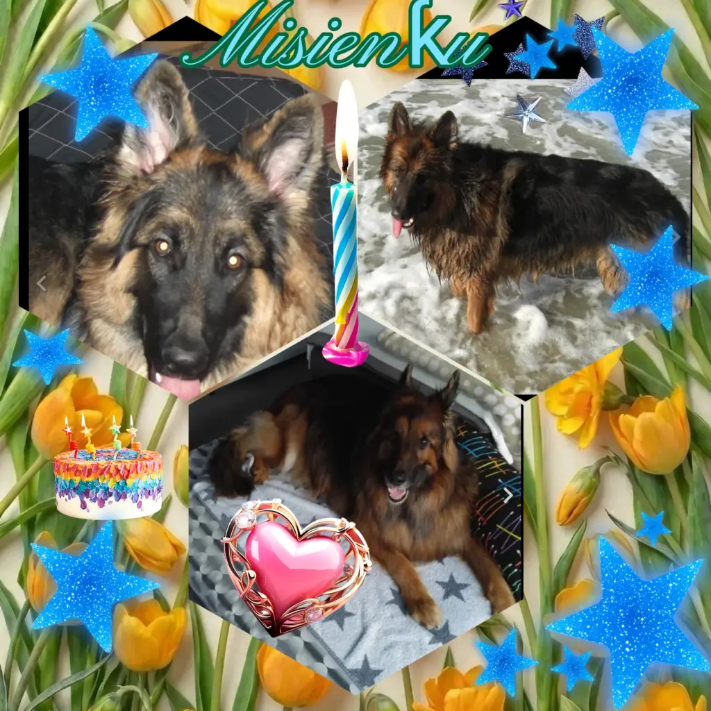 Condolence image of ❤️8. Sternchengeburtstag ❤️Misiu❤️
