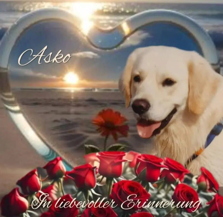 Condolence image of Claudia mit ASKO♥️