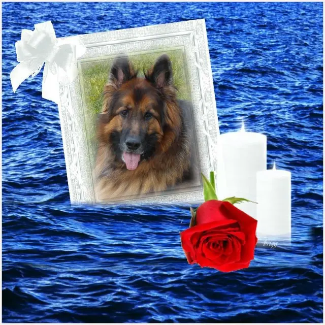 Condolence image of Kocham❤️❤️❤️❤️❤️❤️❤️Cię❤️❤️❤️⭐️🐕💋💋💋🫶🫶🫶Mińku❤️❤️❤️⭐️🐕💋💋💋🫶🫶🫶