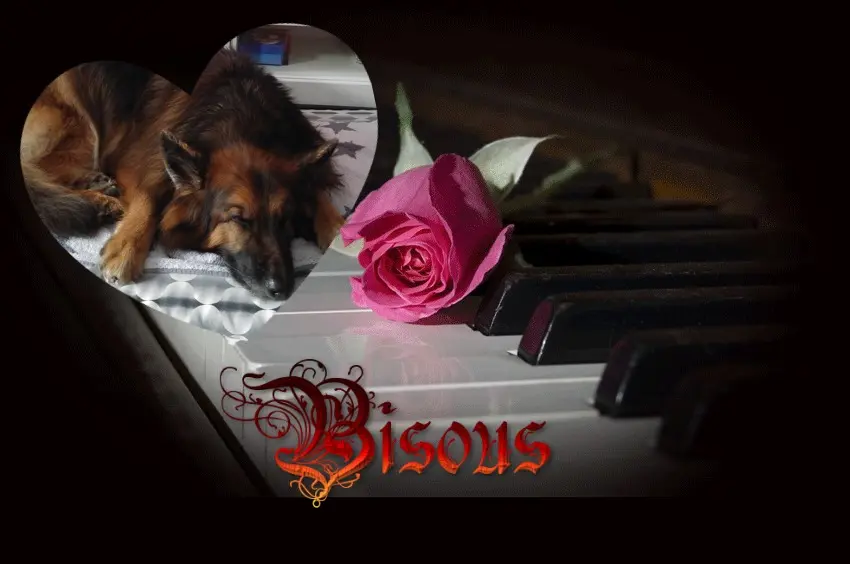 Condolence image of Dobrej Nocki❤️❤️❤️mój Ukochany❤️❤️❤️Misieńku❤️❤️❤️⭐️🐕🫶🫶🫶💋💋💋