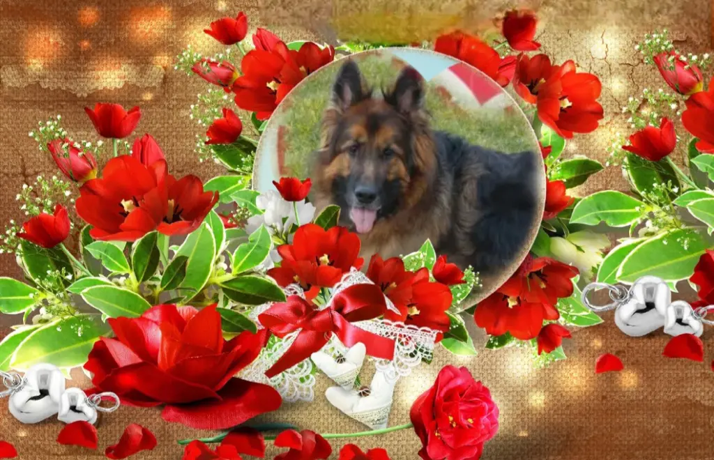 Condolence image of 🌹Misiu🌹 geliebt♥️ und unvergessen♥️