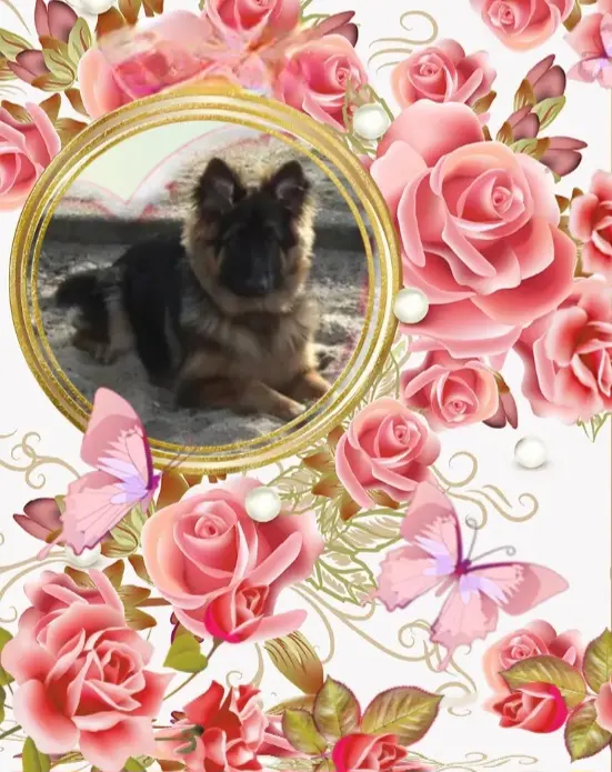 Condolence image of Sonntag, 422 Wochen ohne Dich♥️ liebster Misiu♥️