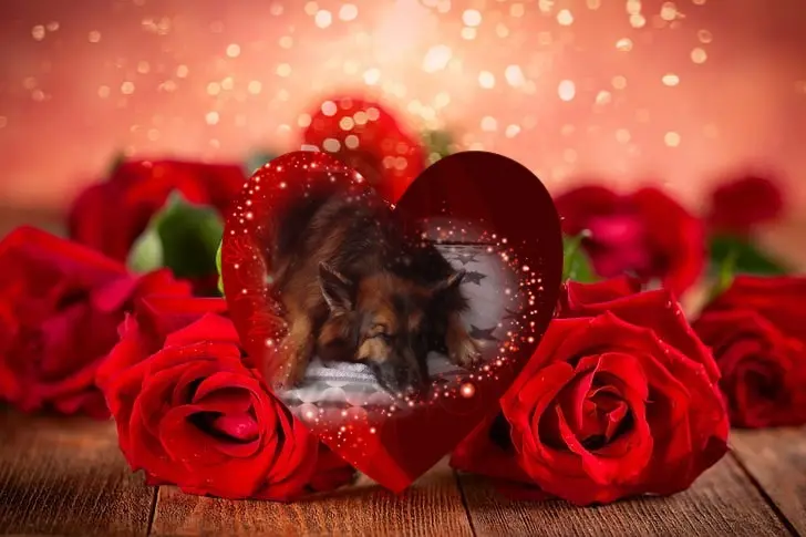 Condolence image of Dobrej Nocki❤️❤️❤️mój Ukochany❤️❤️❤️Misieńku❤️❤️❤️🐕⭐️🫶🫶🫶💋💋💋