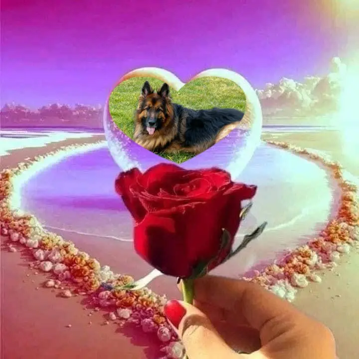 Condolence image of Dzień Dobry❤️❤️❤️mój Ukochany❤️❤️❤️Misieńku❤️❤️❤️🐕⭐️🫶🫶🫶💋💋💋