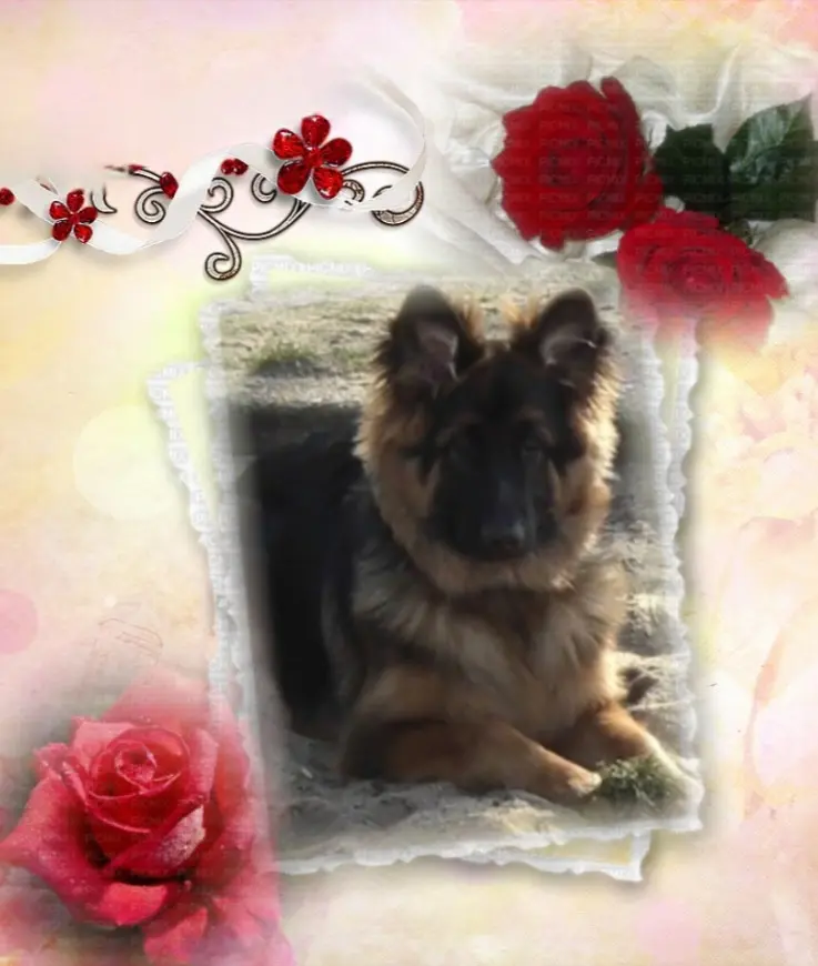 Condolence image of 🌹Misiu🌹 geliebt♥️ und unvergessen♥️