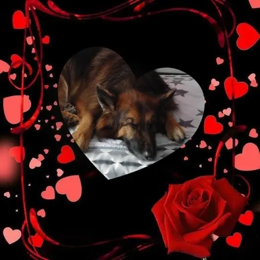 Condolence image of Dobrej Nocki❤️❤️❤️mój Ukochany❤️❤️❤️Misieńku❤️❤️❤️⭐️🐕🫶🫶🫶💋💋💋
